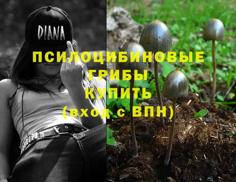 Галлюциногенные грибы Psilocybe  Верхняя Пышма 